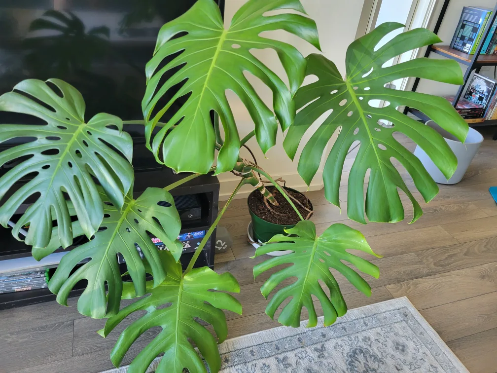 Monstera deliciosa thumbnail