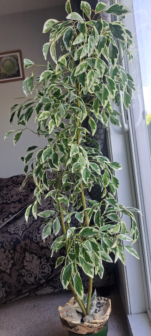 Variegated Ficus Alii Plant