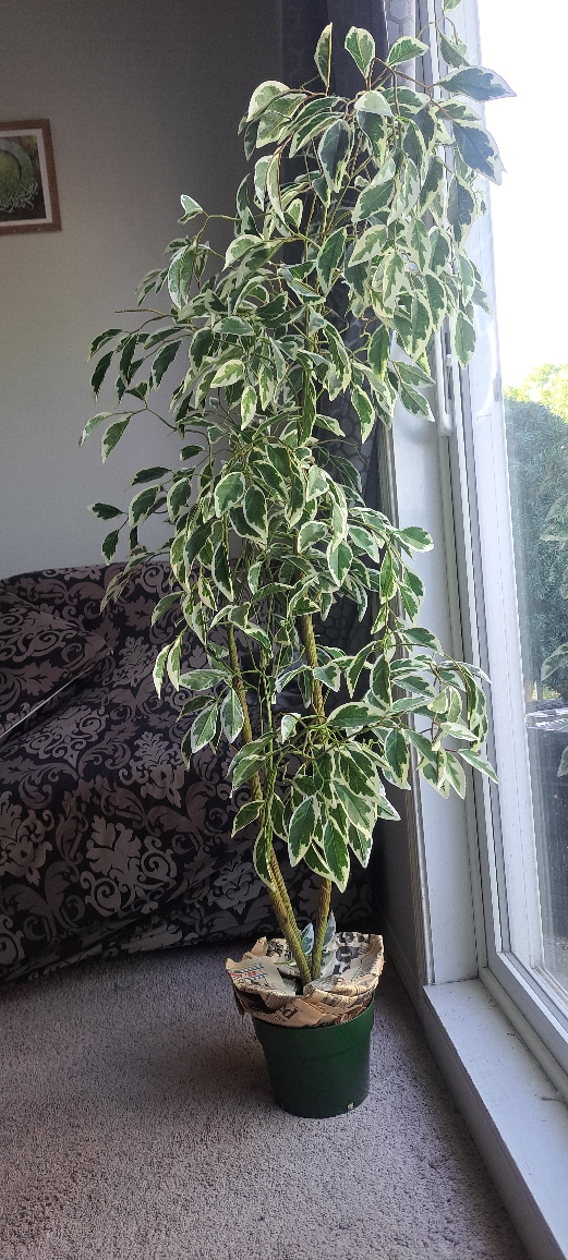 Variegated Ficus Alii Plant - photo 2
