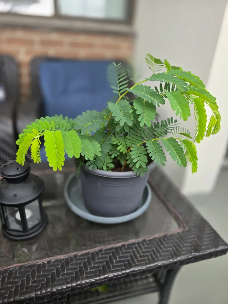 Potted  Healthy Tamarind Plant thumbnail
