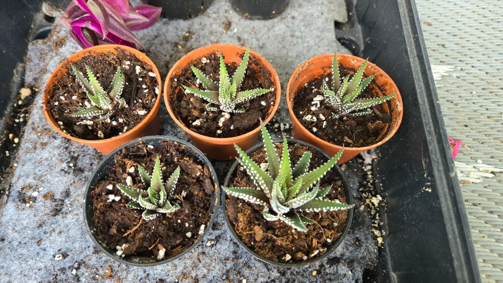 Haworthia Plants in small pots thumbnail