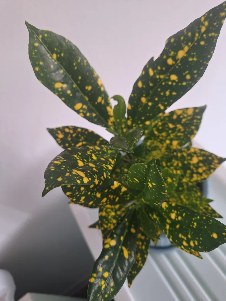 Gold Dust Croton Plant in Blue Pot image indicator(3)