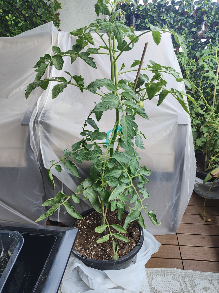 Tomato Plant