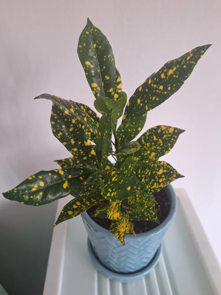 Gold Dust Croton Plant in Blue Pot image indicator(2)