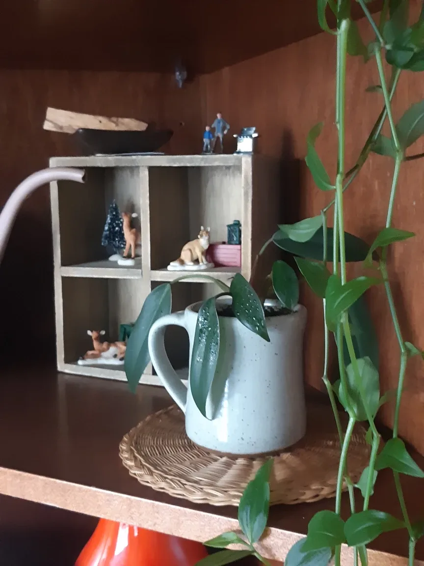 Beautiful Red Emerald Philodendron thumbnail
