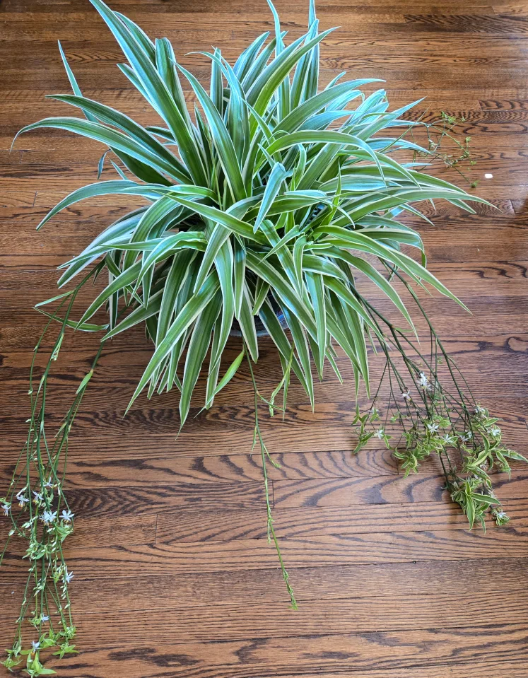 Large Spider Plant Pot image indicator(2)