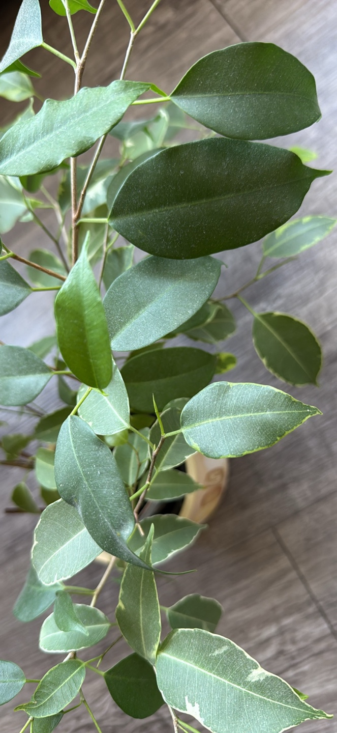 Ficus Benjamina Variegata Plant - photo 4
