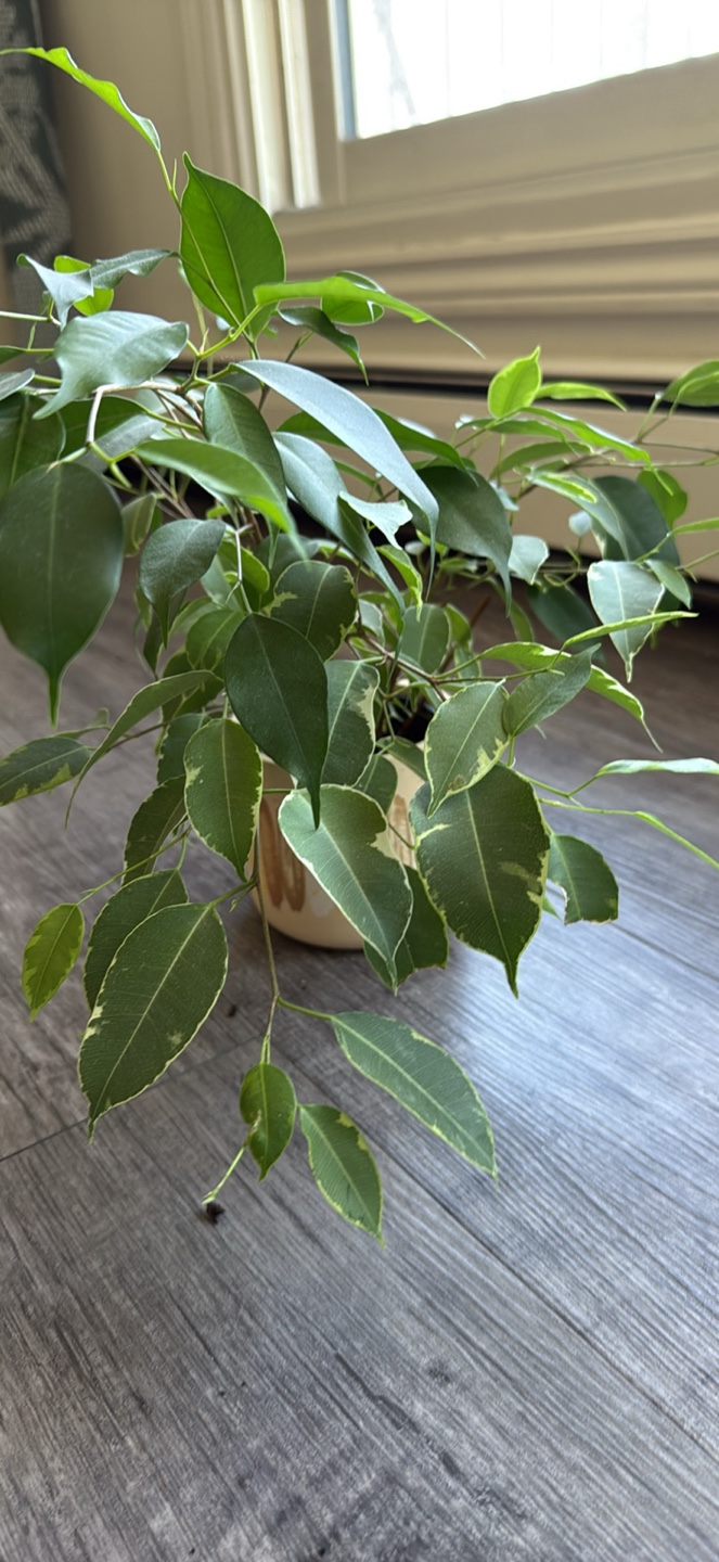 Ficus Benjamina Variegata Plant
