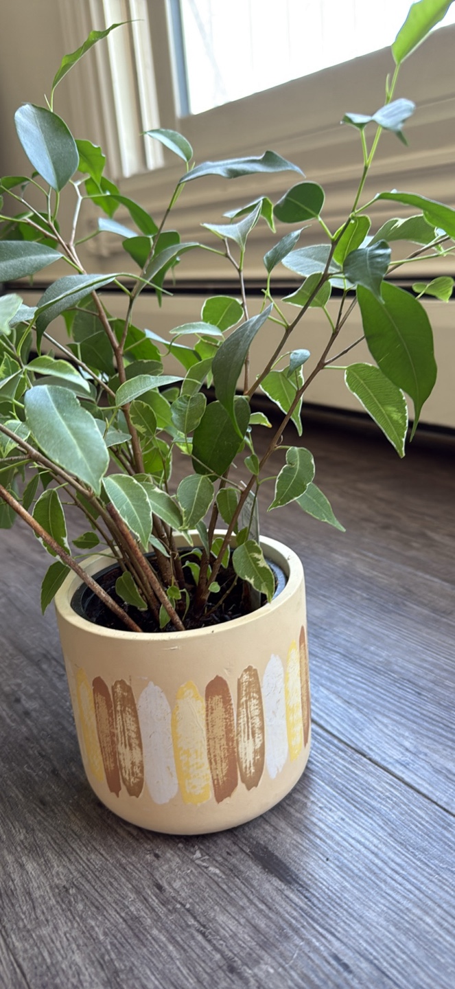 Ficus Benjamina Variegata Plant - photo 5