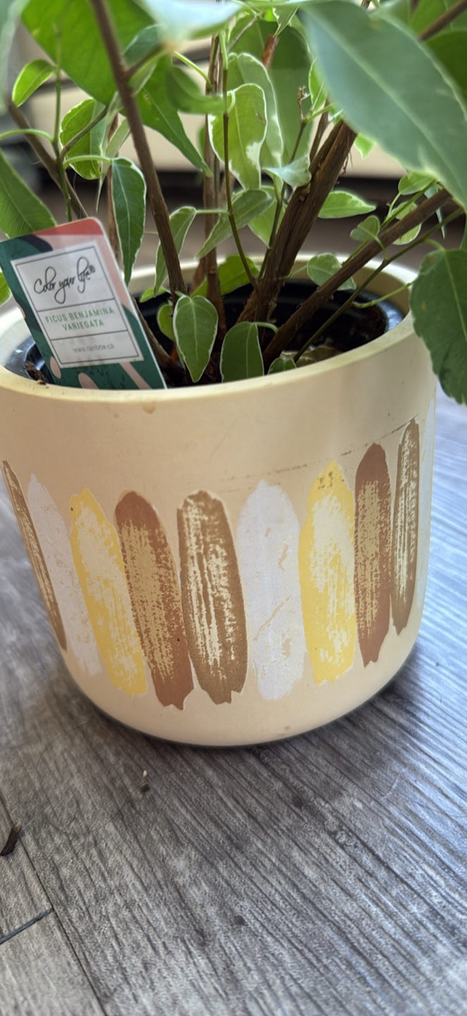 Ficus Benjamina Variegata Plant - photo 2