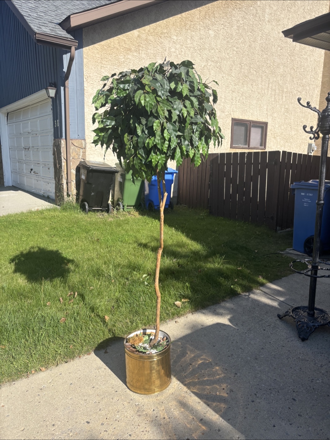 Ficus Tree in Gold Pot - photo 2