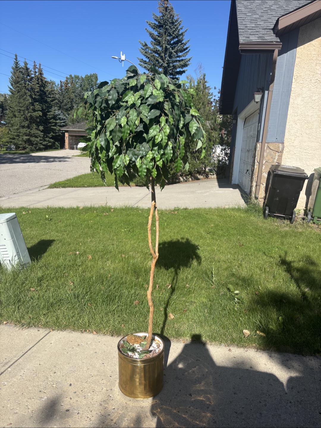 Ficus Tree in Gold Pot