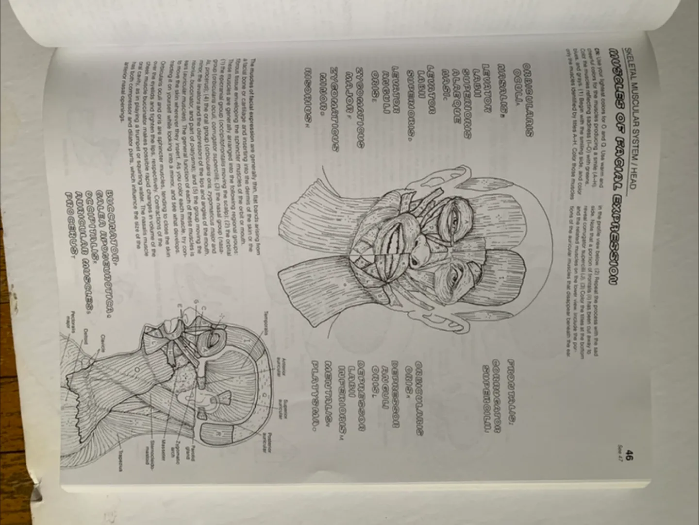 The Anatomy Coloring Book by Wynn Kapit thumbnail