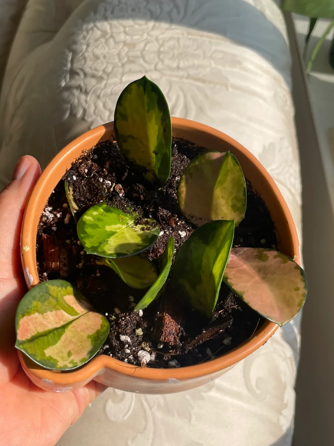 🌿 Hoya Australis ‘Lisa’ — Starter Pot image indicator(2)