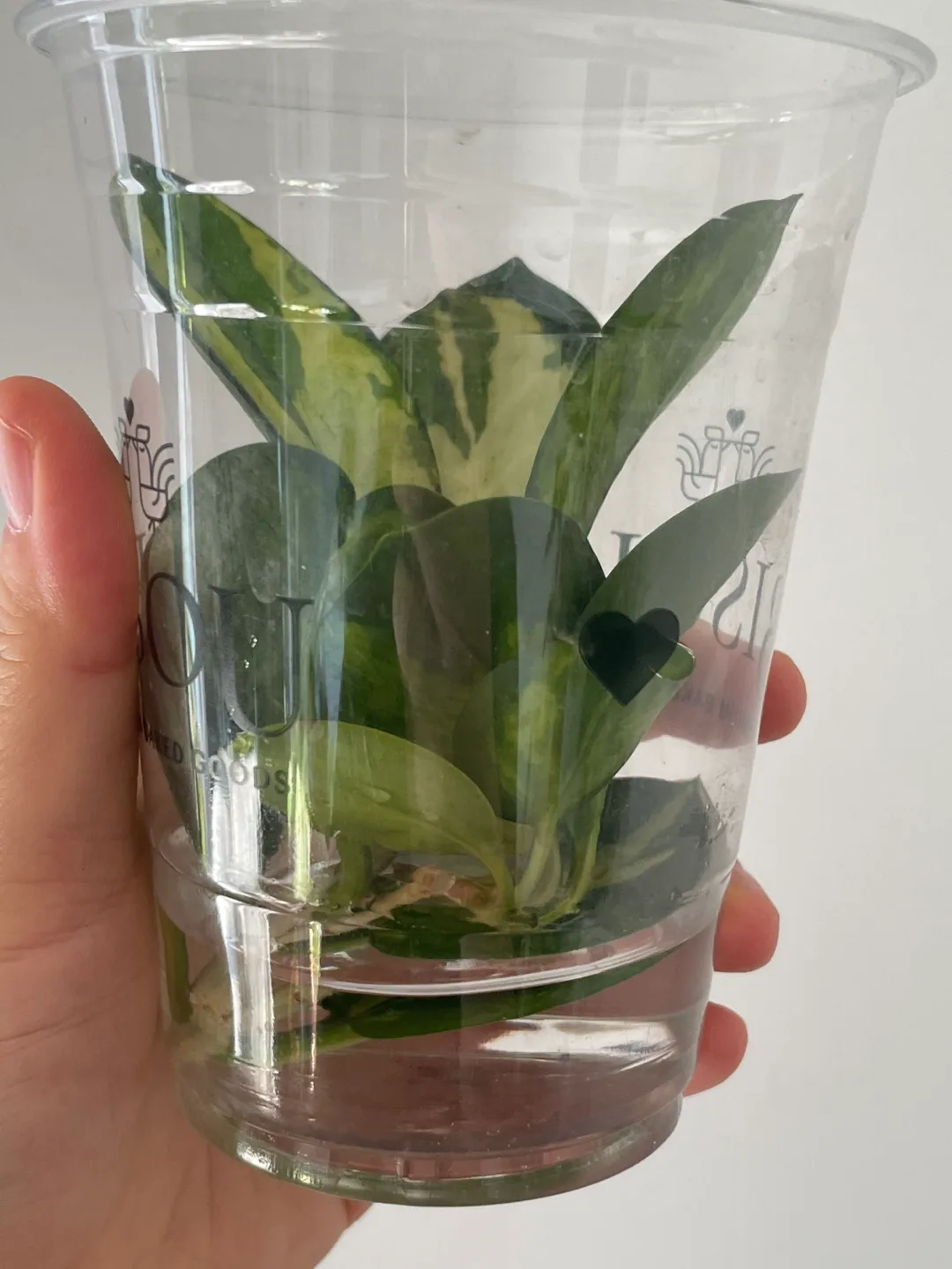 🌿 Hoya Australis ‘Lisa’ — Unrooted Cutting image indicator(2)