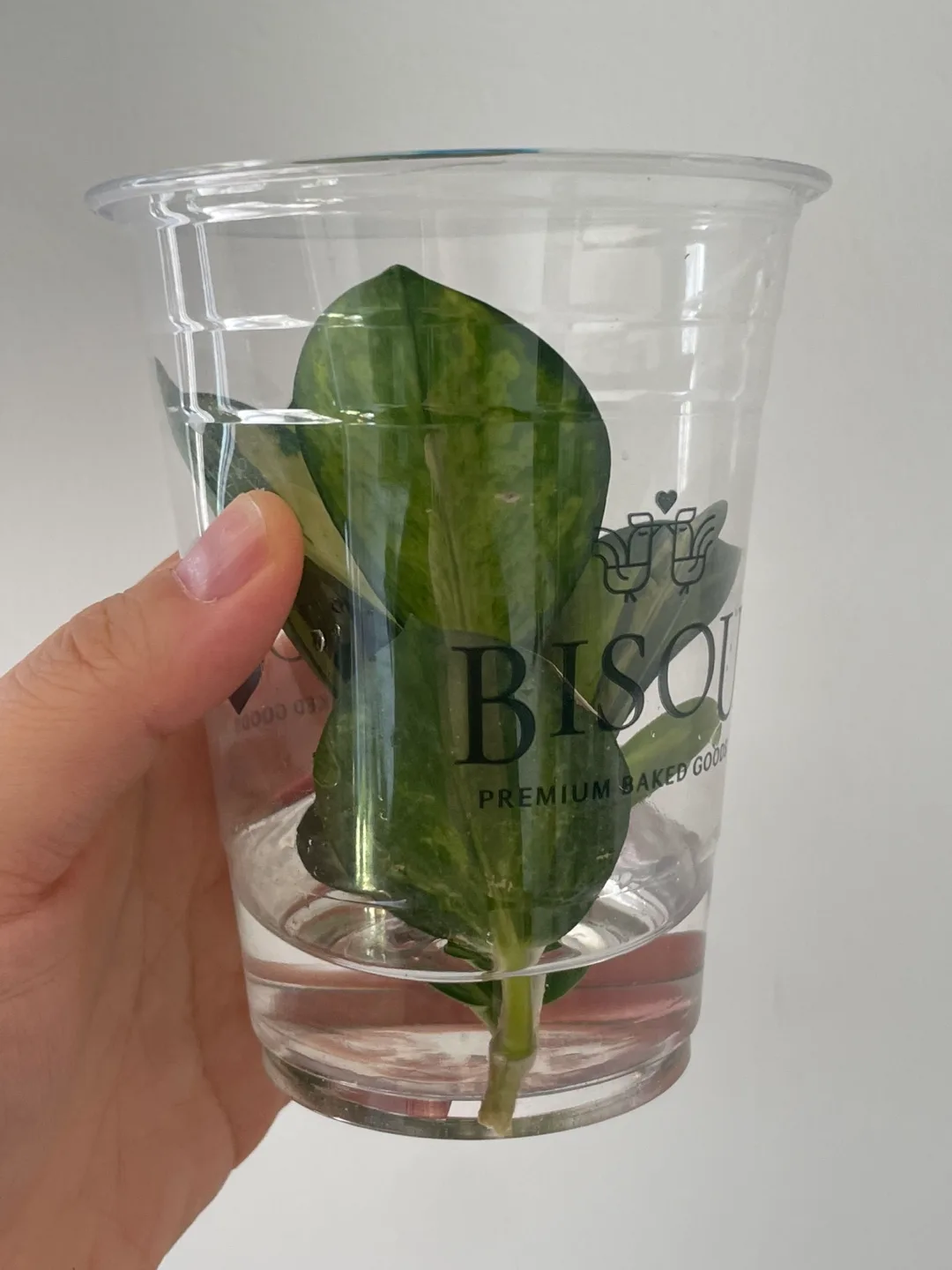 🌿 Hoya Australis ‘Lisa’ — Unrooted Cutting image indicator(3)