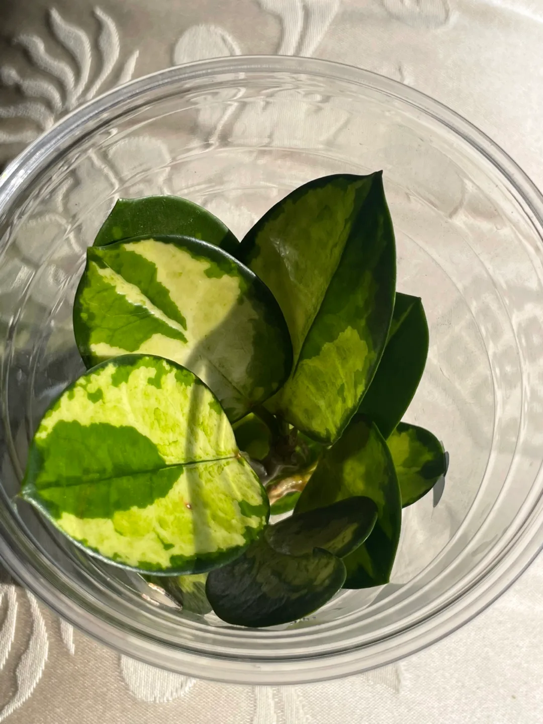 🌿 Hoya Australis ‘Lisa’ — Unrooted Cutting image indicator(4)