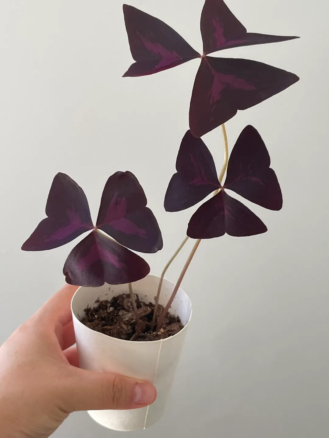 💜 Oxalis Triangularis — Purple Shamrock image indicator(2)