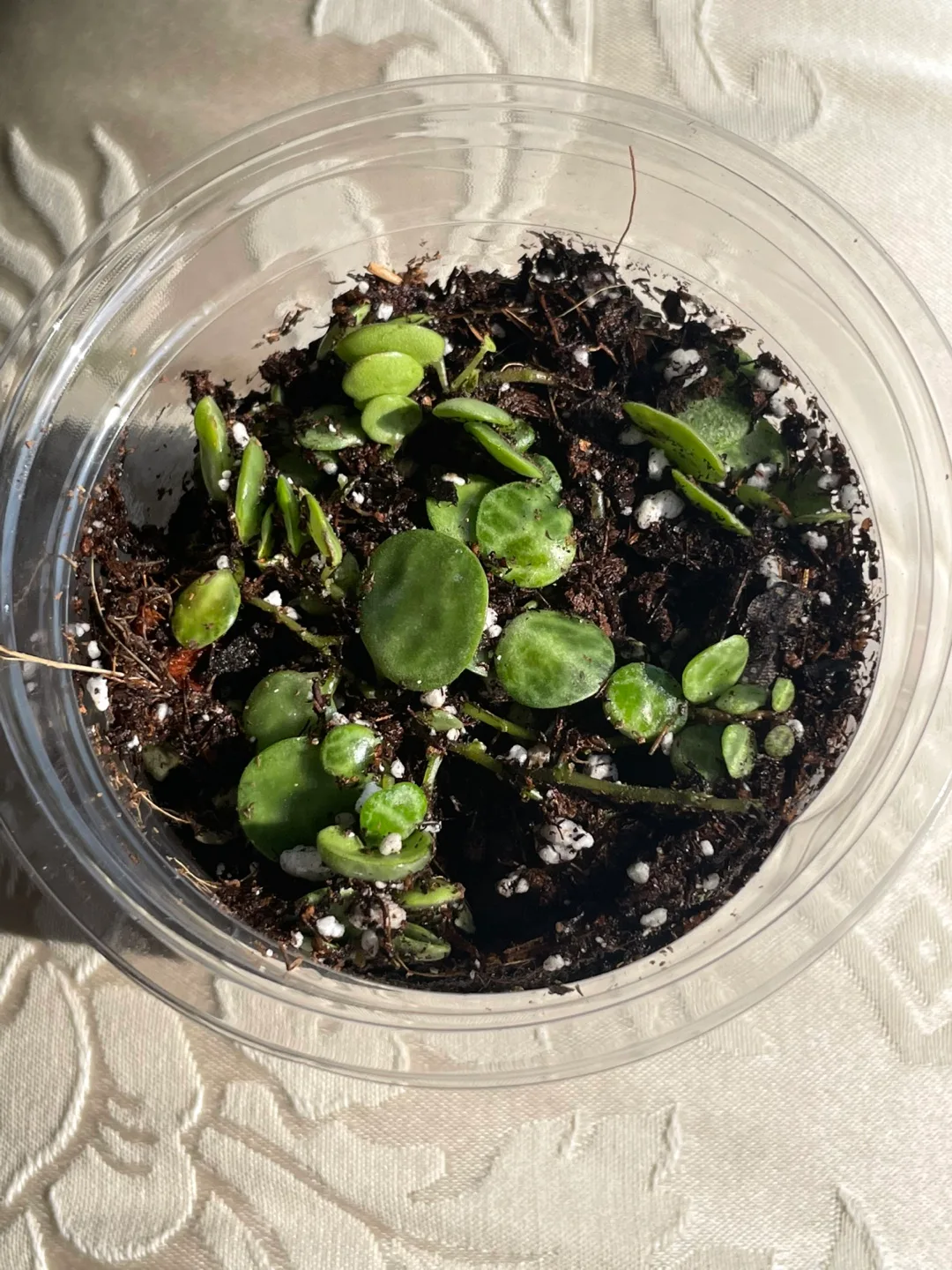 🐢 Peperomia ‘String of Turtles’ — Baby Starter Cup image indicator(2)
