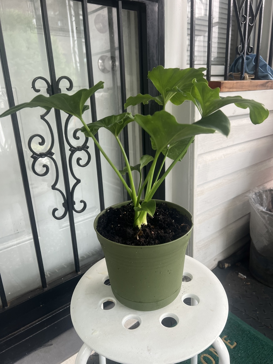 Potted Philodendron Selloum Plant - photo 5