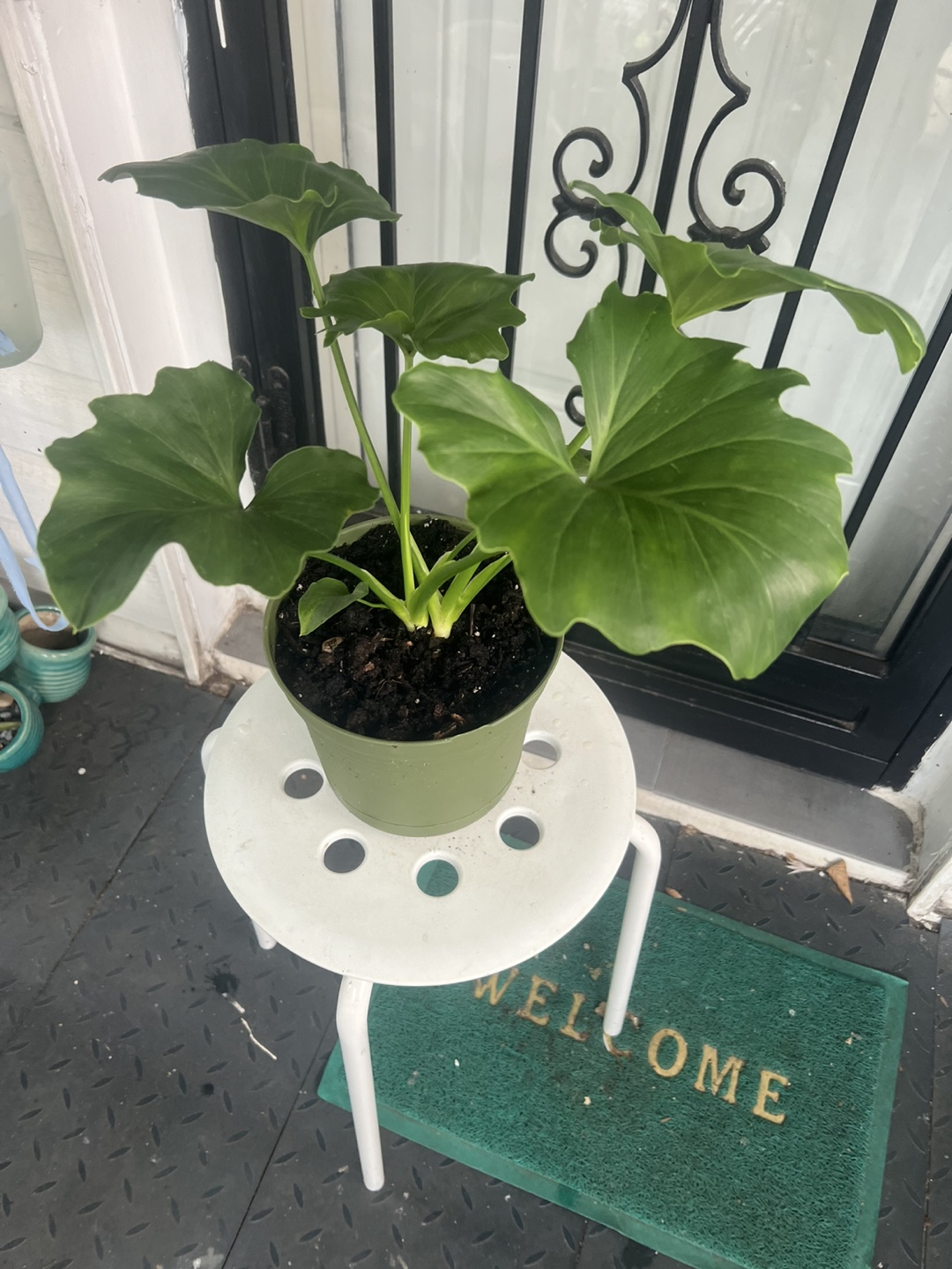Potted Philodendron Selloum Plant - photo 4