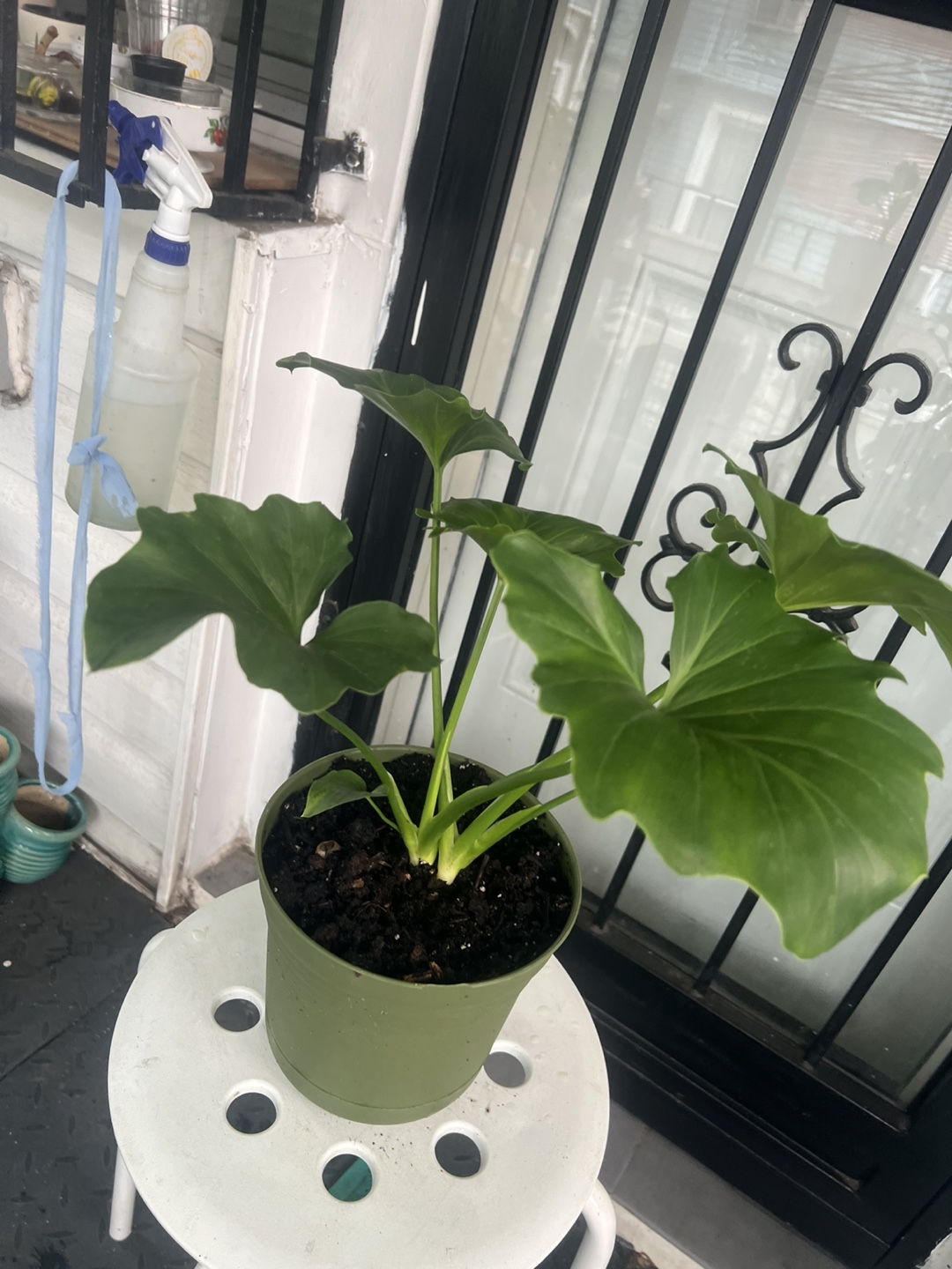 Potted Philodendron Selloum Plant - photo 3