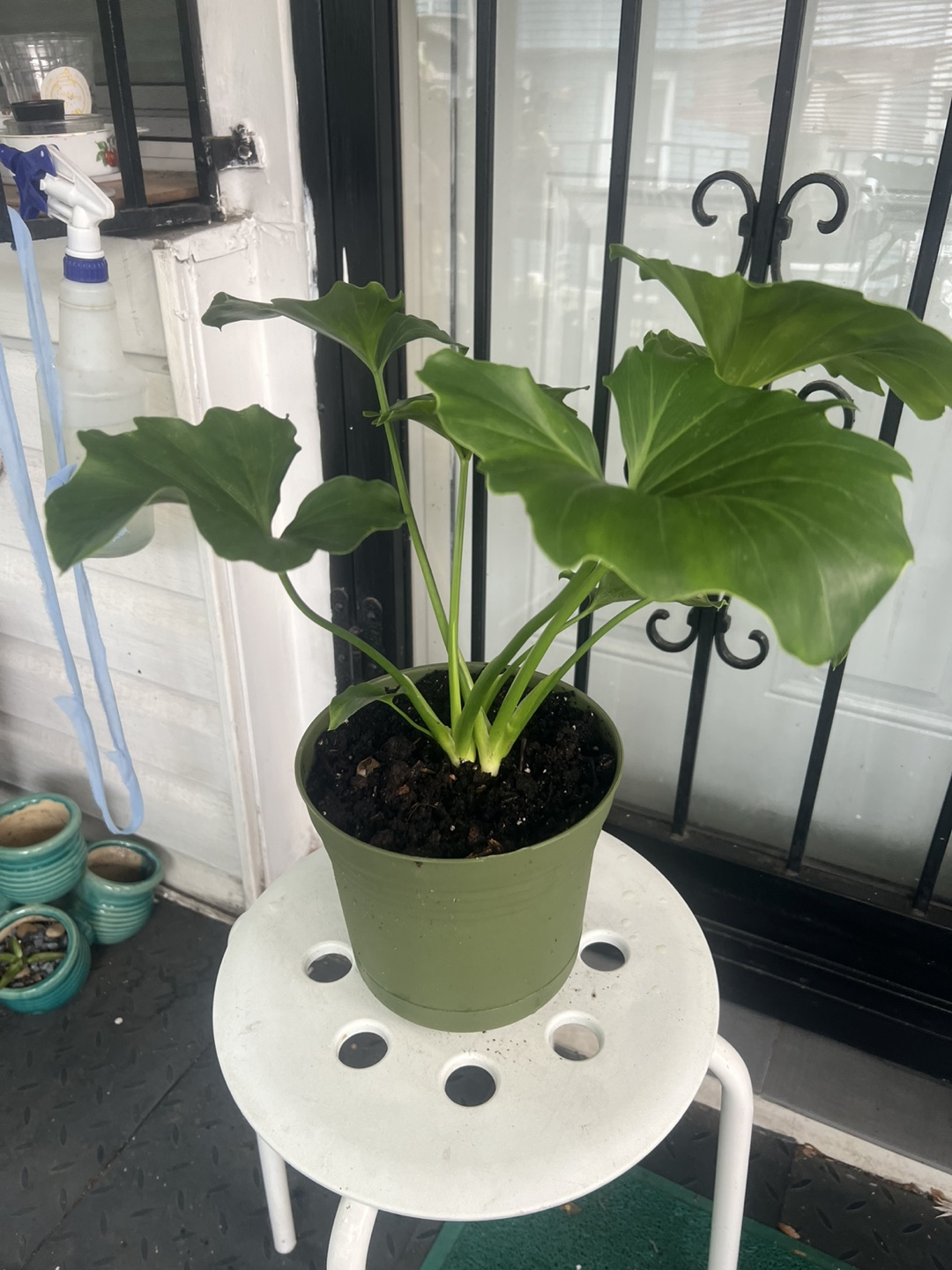 Potted Philodendron Selloum Plant