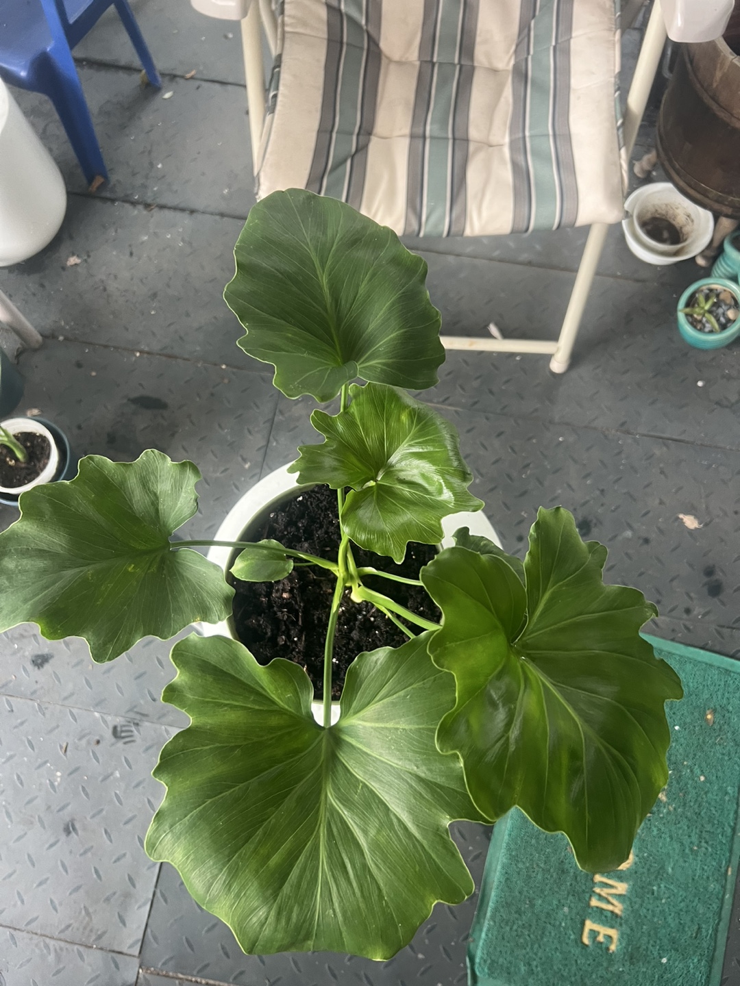 Potted Philodendron Selloum Plant - photo 2