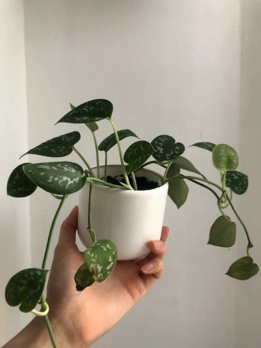 Satin Pothos in White Plastic Pot thumbnail