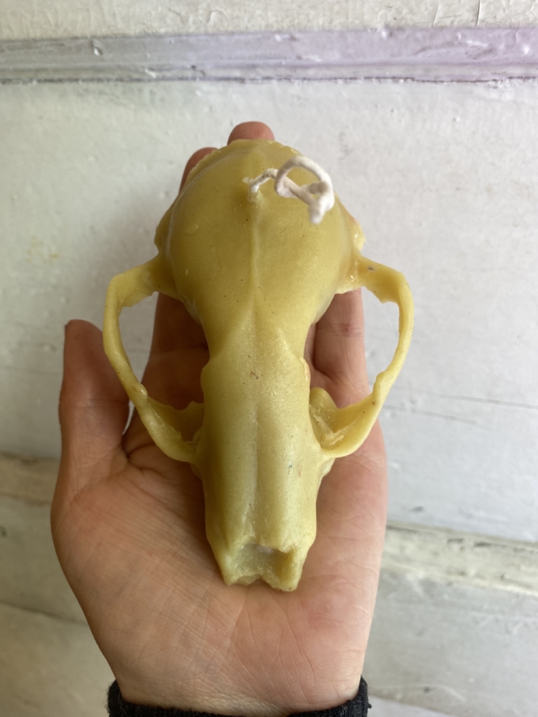 Raccoon Skull beeswax Candles