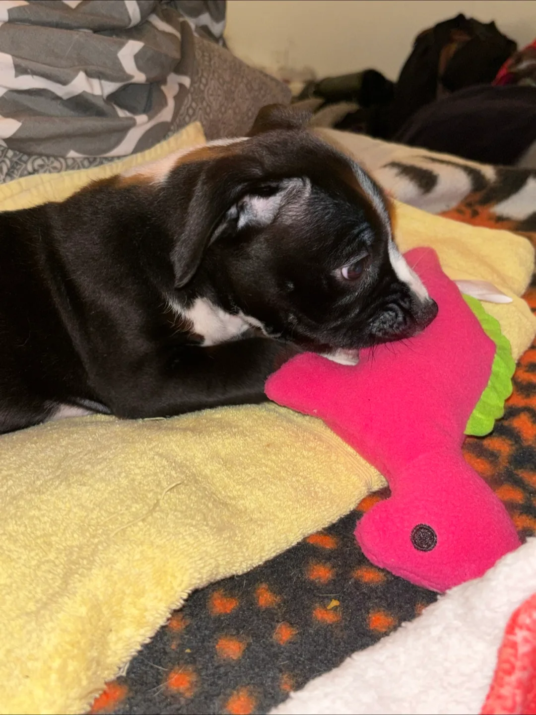 Puppy pet thumbnail