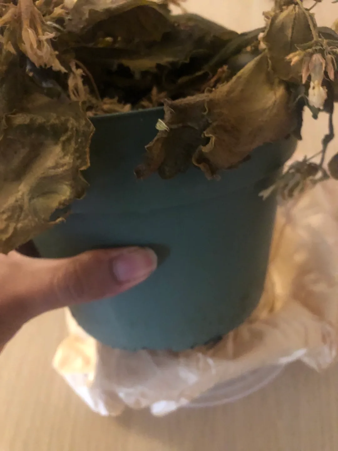 Free plant pot thumbnail