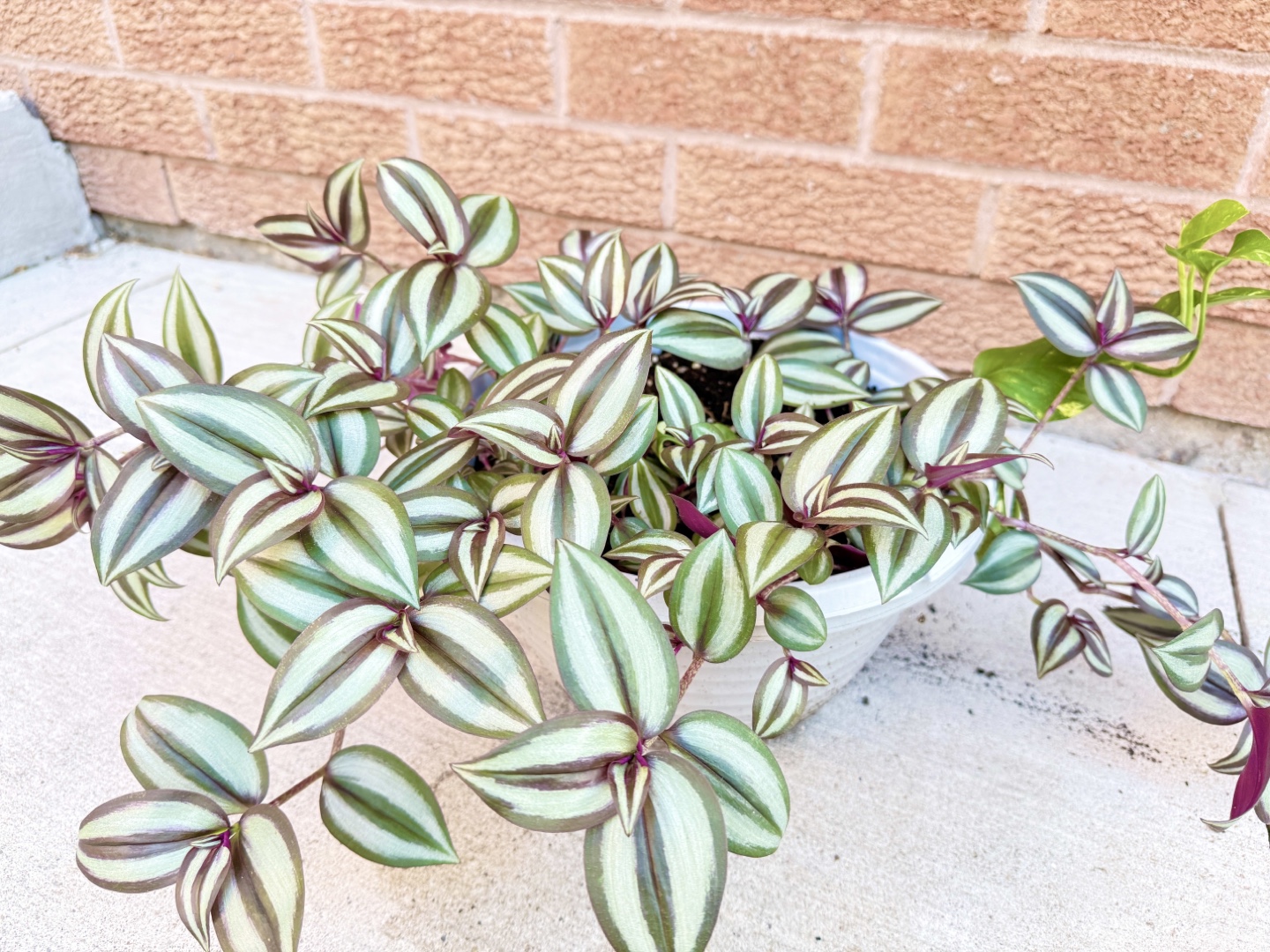 Wandering Jew Plant