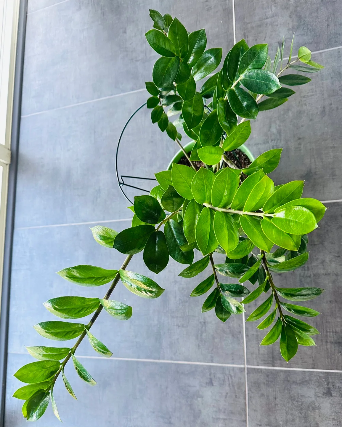 ZZ Plant thumbnail
