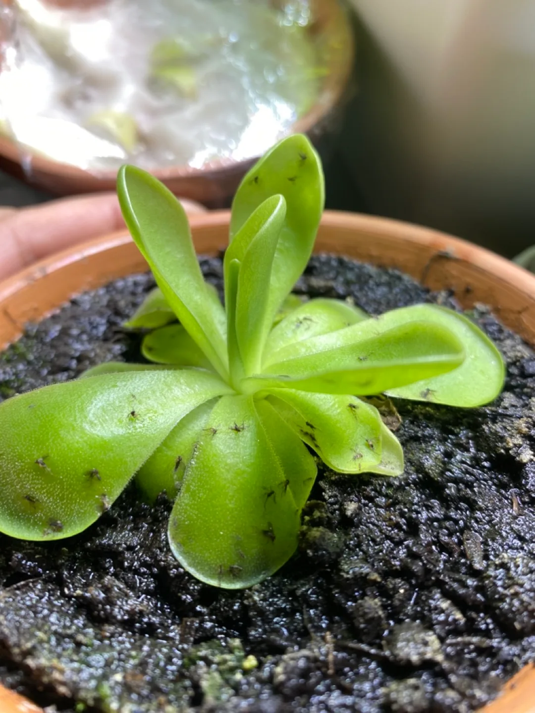 Potted Pinguicula Plant - Butterwort - Carnivorous plant image indicator(2)