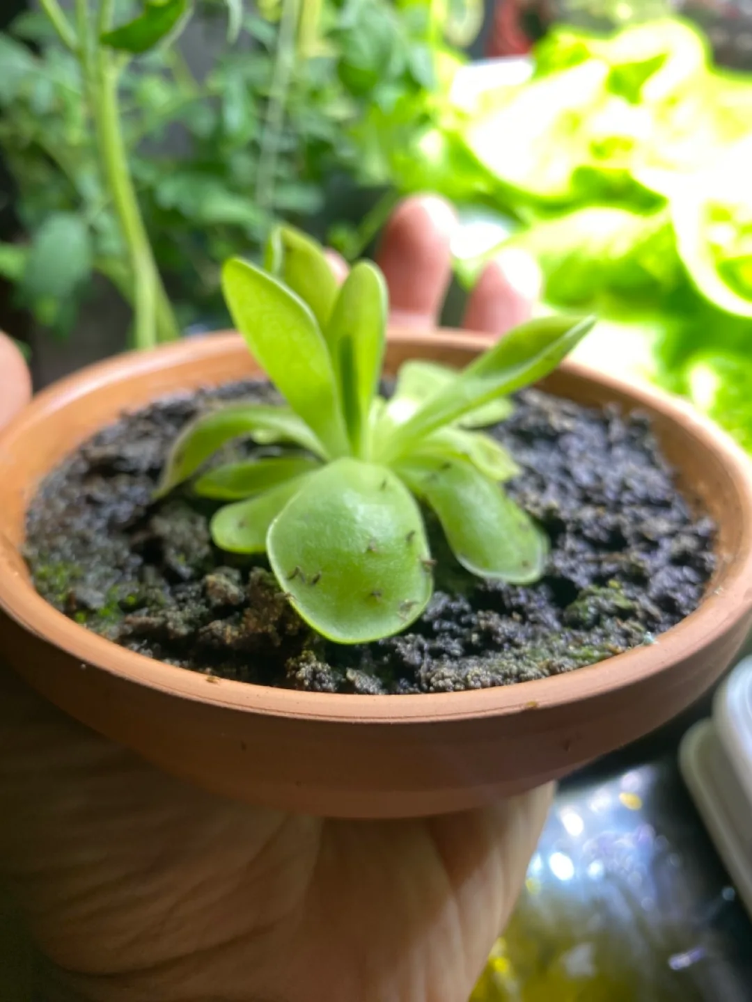 Potted Pinguicula Plant - Butterwort - Carnivorous plant image indicator(4)