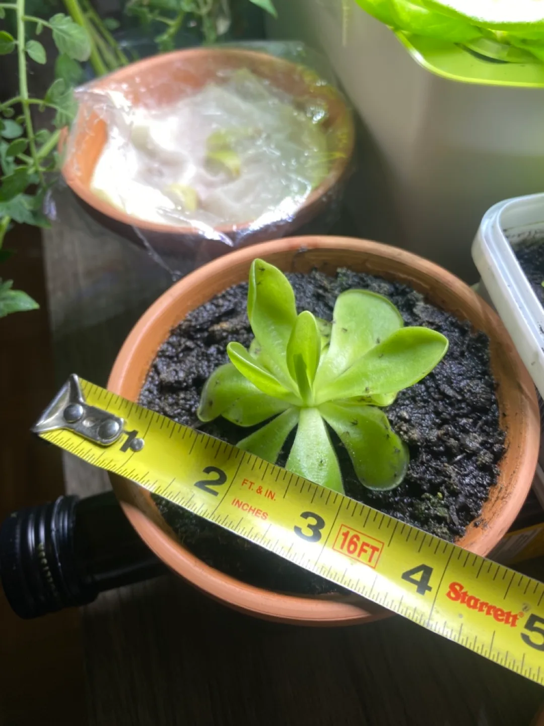Potted Pinguicula Plant - Butterwort - Carnivorous plant image indicator(5)