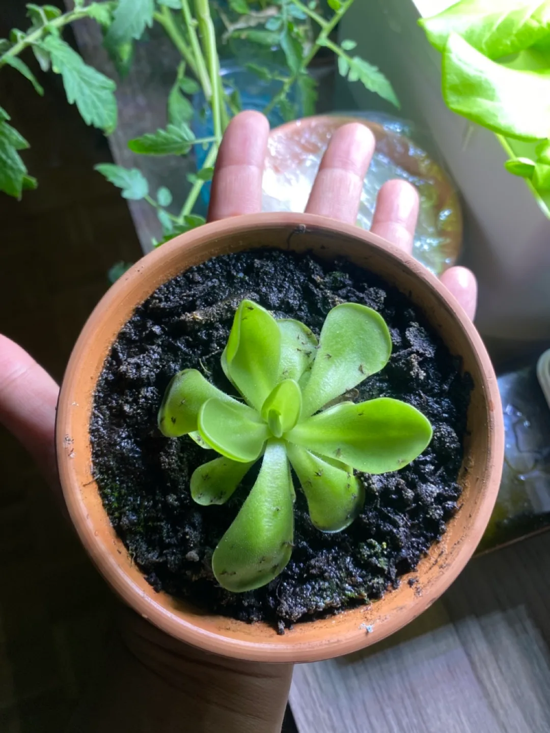 Potted Pinguicula Plant - Butterwort - Carnivorous plant image indicator(3)