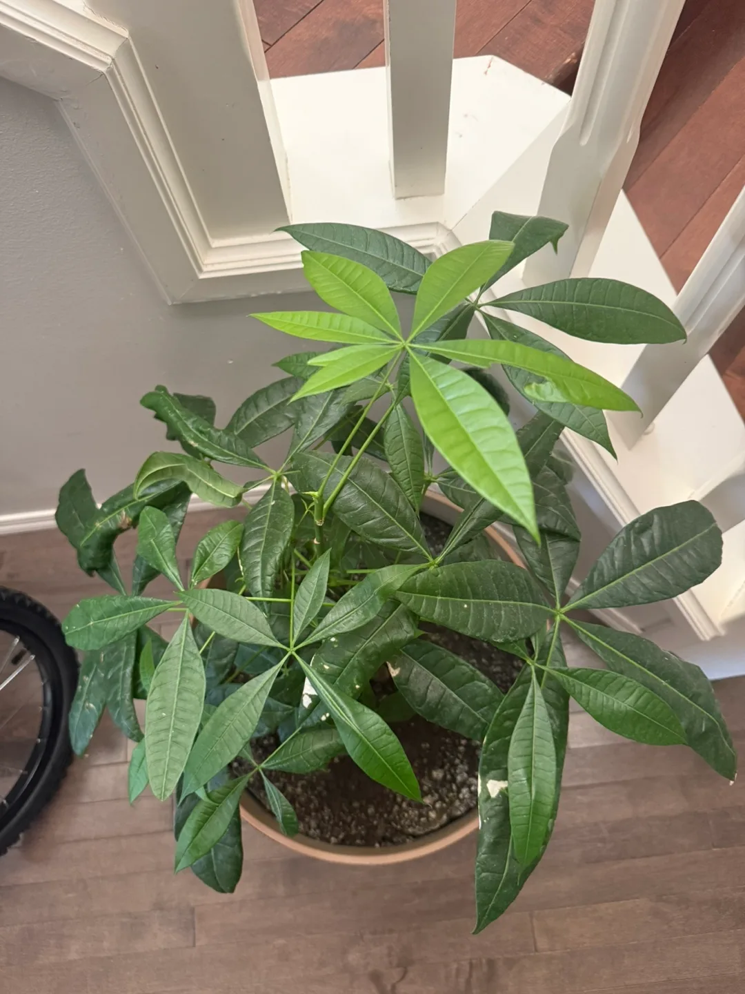 Money tree plant image indicator(3)