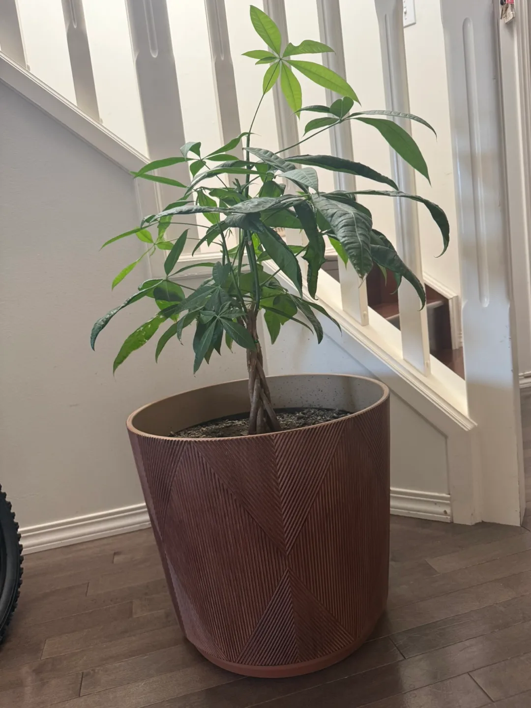 Money tree plant image indicator(2)