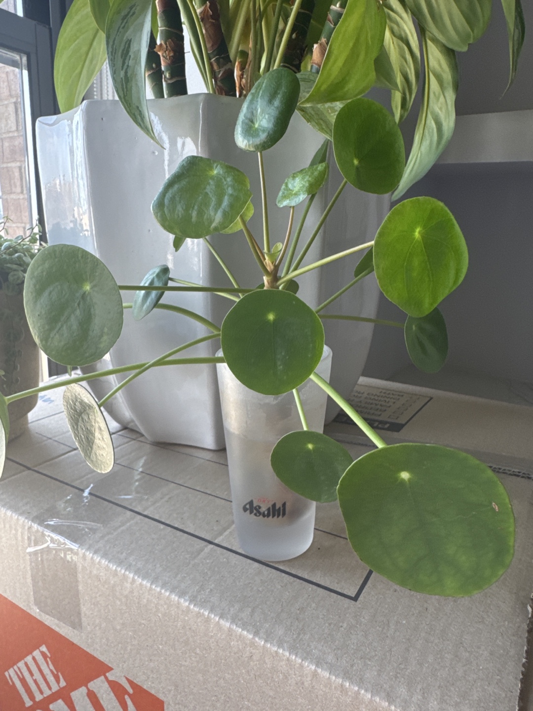 Pilea peperomioides (Chinese Money Plant) - photo 2