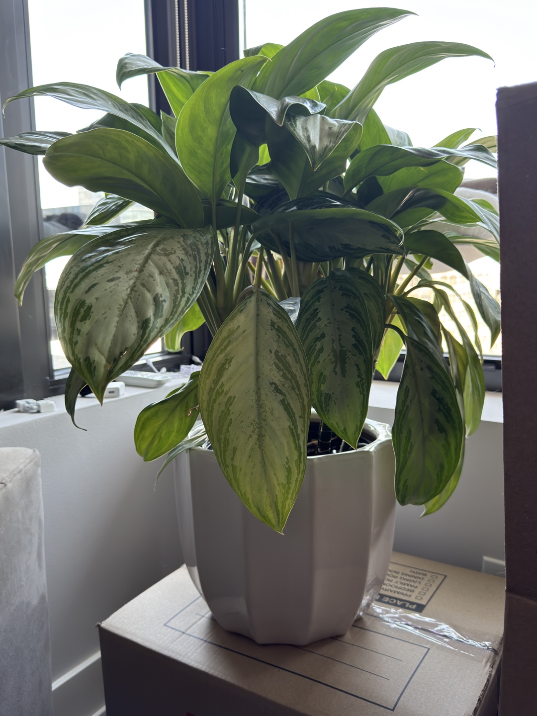 Aglaonema Plant Healthy & Stunning MOVING SALE - photo 3