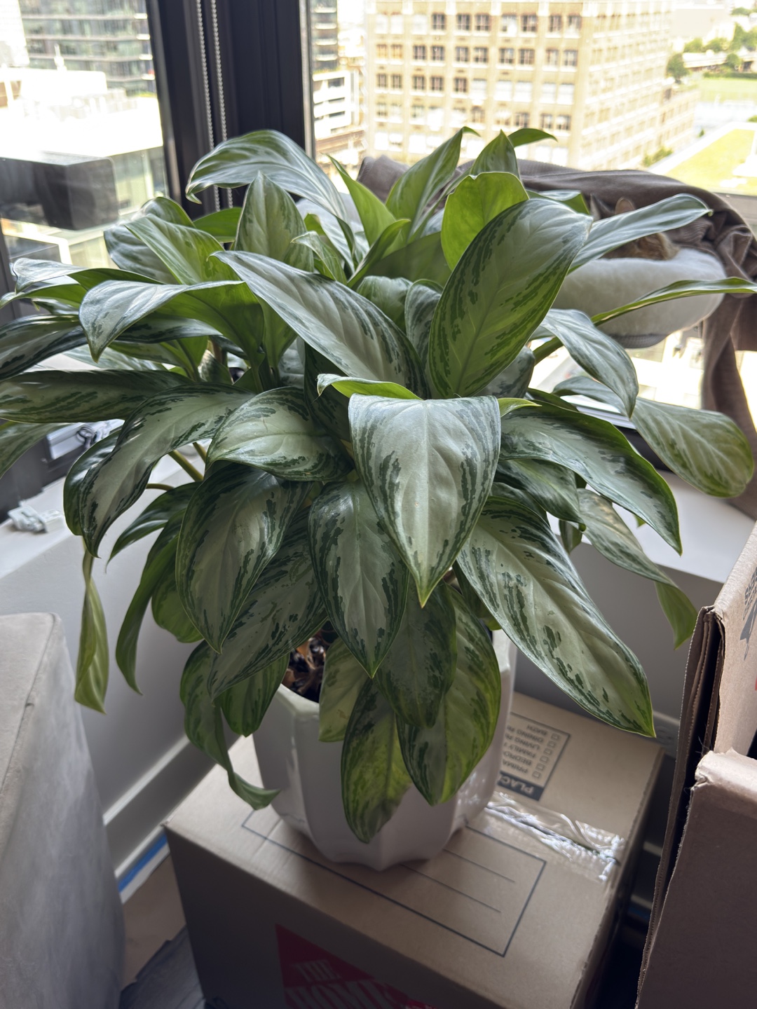 Aglaonema Plant Healthy & Stunning MOVING SALE