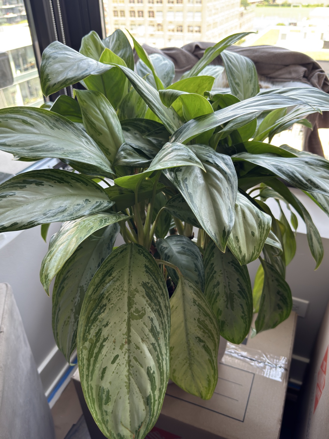 Aglaonema Plant Healthy & Stunning MOVING SALE - photo 2