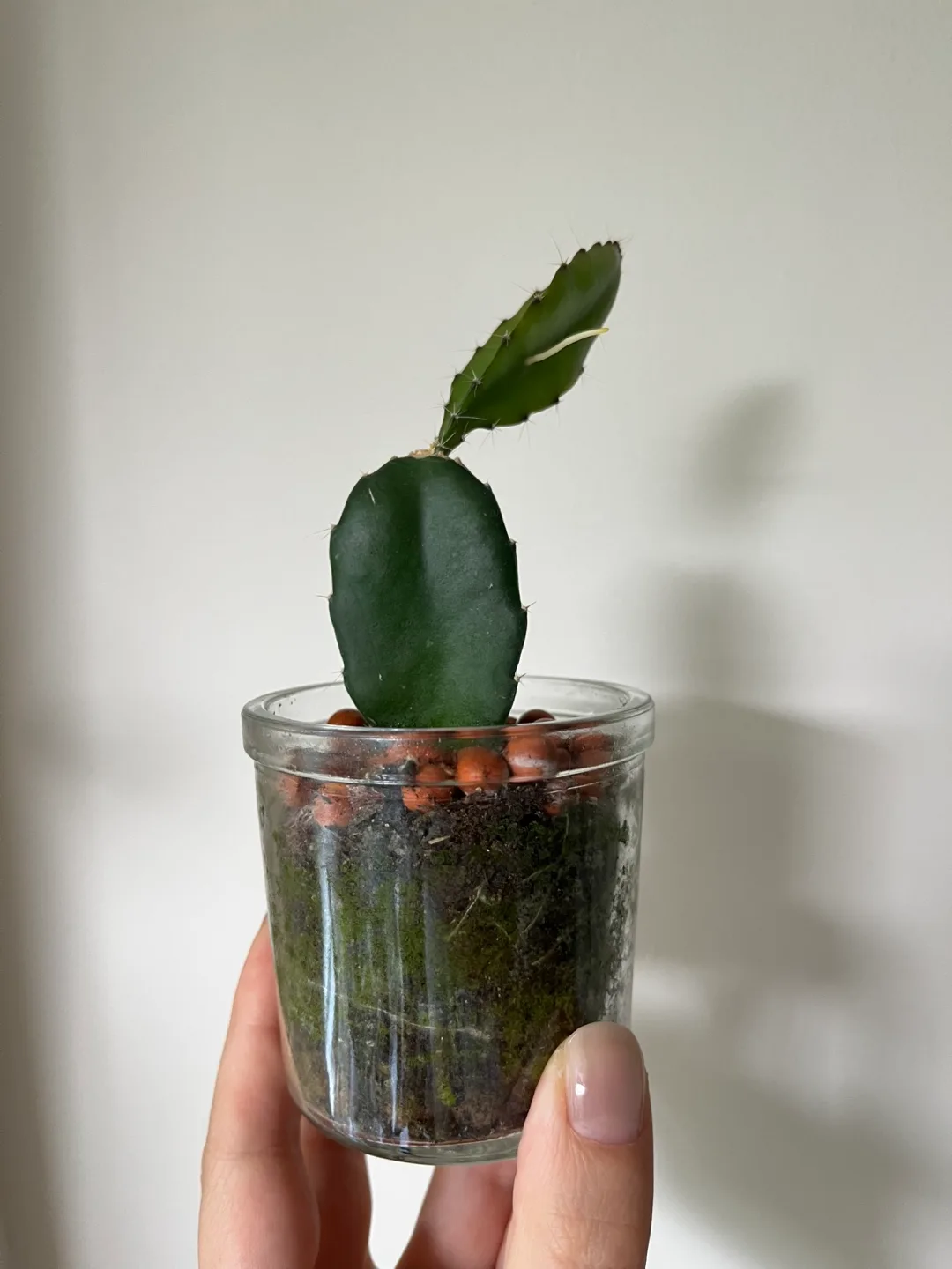 Cactus in Glass Jar thumbnail