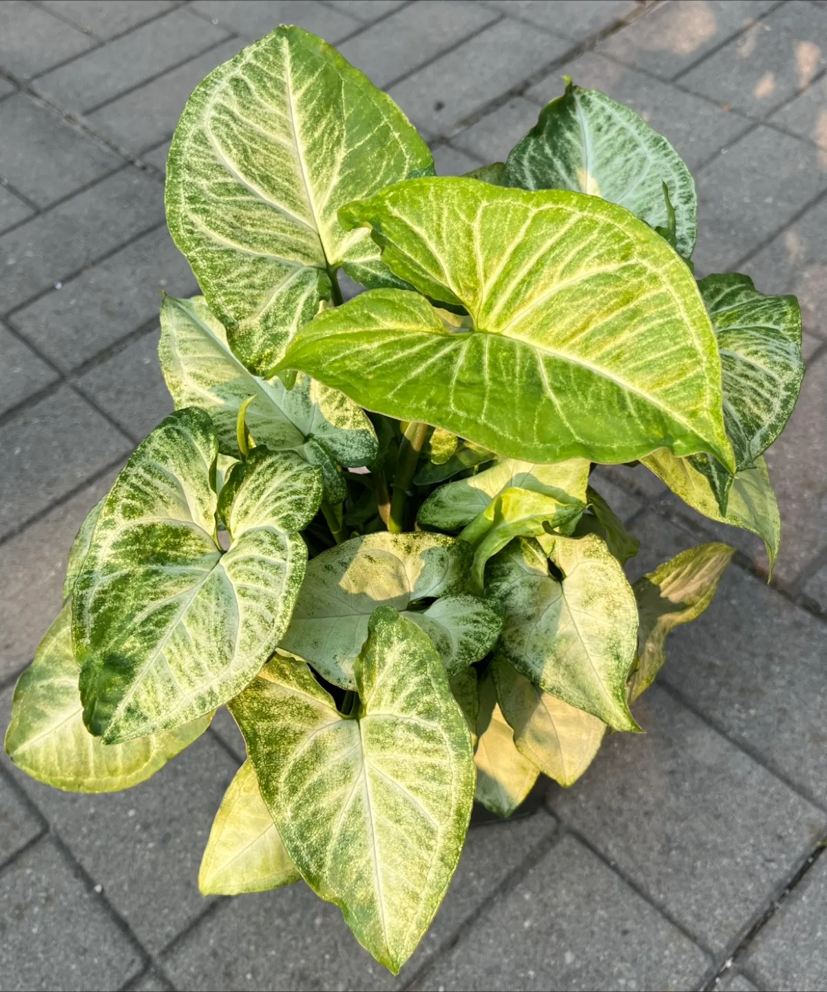 Syngonium Plant in 6” pot thumbnail