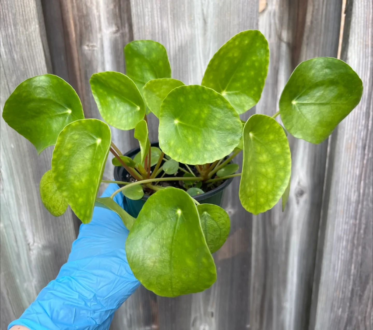 Pilea peperomioides (Chinese Money Plant) thumbnail