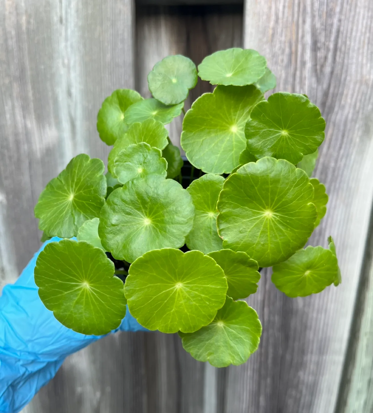 Marsh Pennywort/Chinese money plant thumbnail