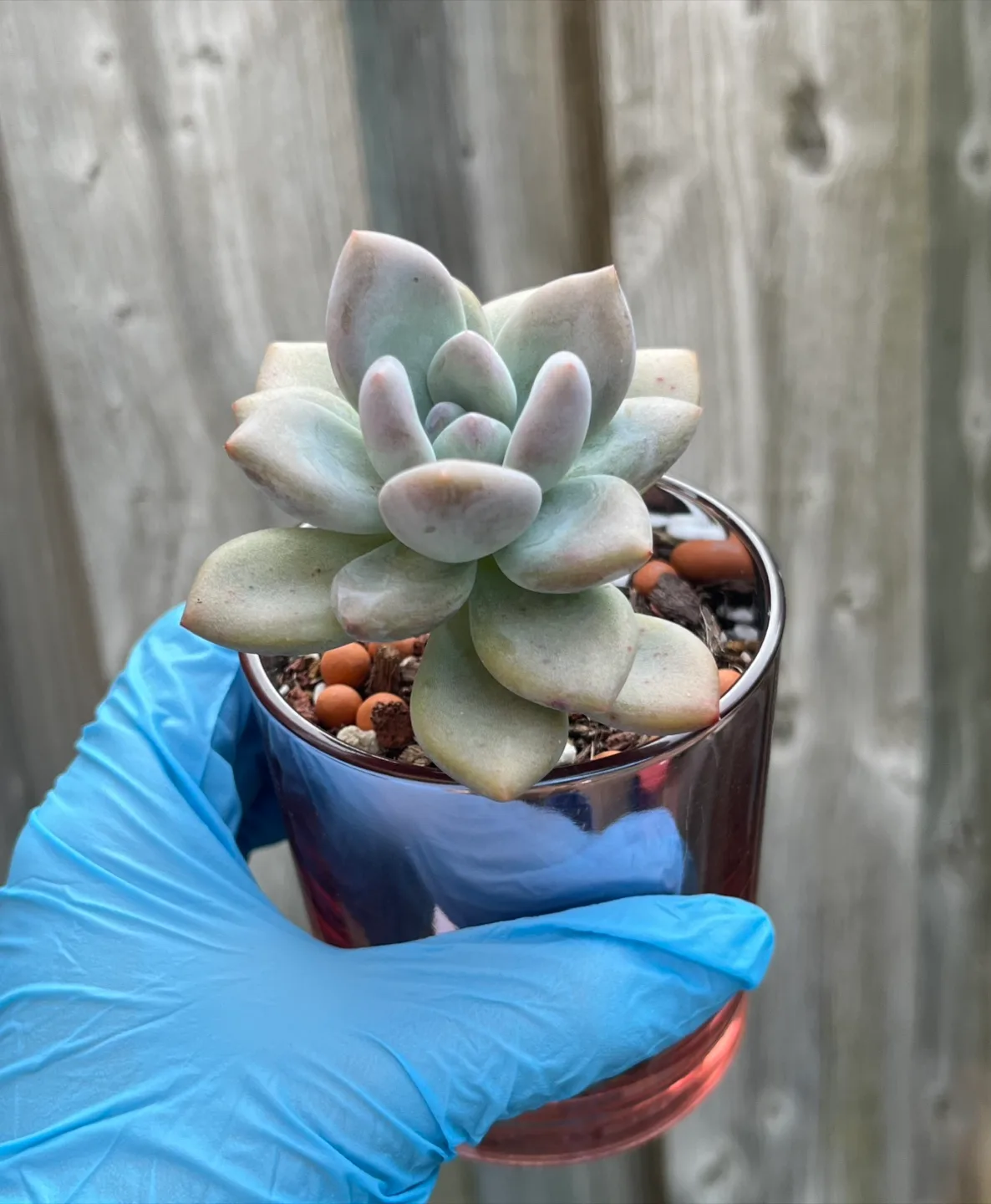 Succulent Plant in Pot image indicator(2)