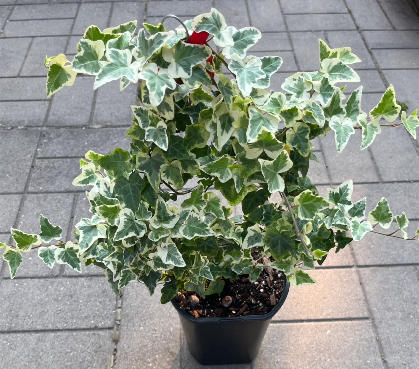 Variegated Ivy Plant thumbnail
